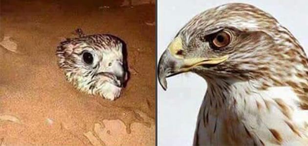 دفن الصقر