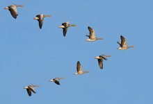 سبب تحليق الطيور المهاجرة على شكل حرف v