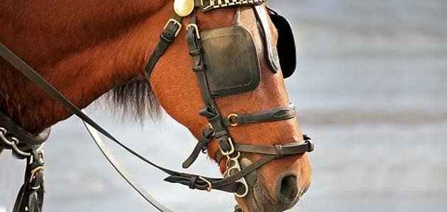 حصان عيونه مغطاة Blinders