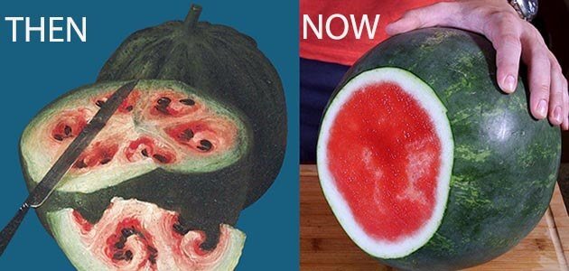 النباتات قبل التعديل الوراثي