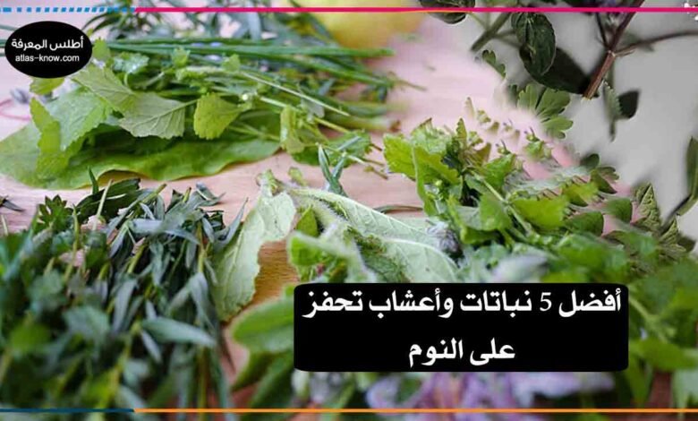 نباتات وأعشاب تحفز على النوم