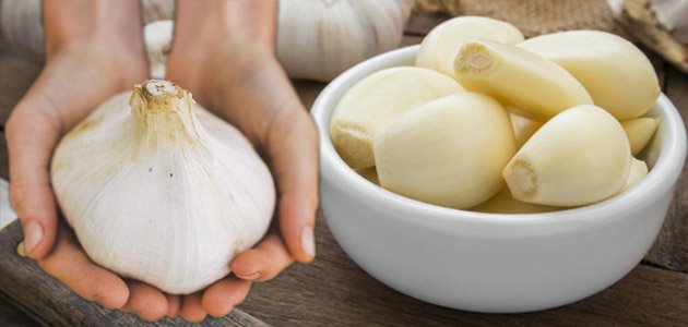 يدان تحملان الثوم وهو من أفضل عدة مضادات حيوية طبيعية