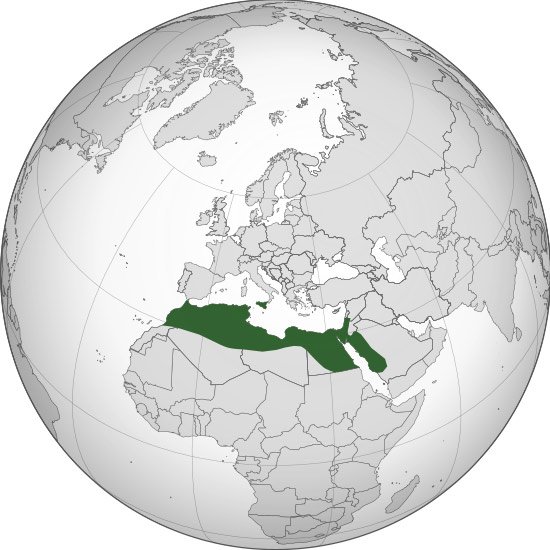 امتداد الدولة الفاطمية في المغرب حتى عام 969