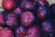 فوائد فاكهة البخارة أو البرقوق