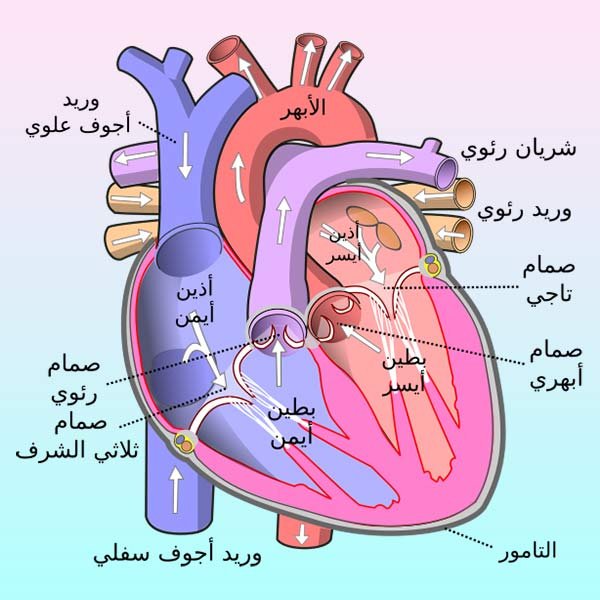 كيف تعمل عضلة القلب باستمرار؟ صورة تشرح مكونات القلب