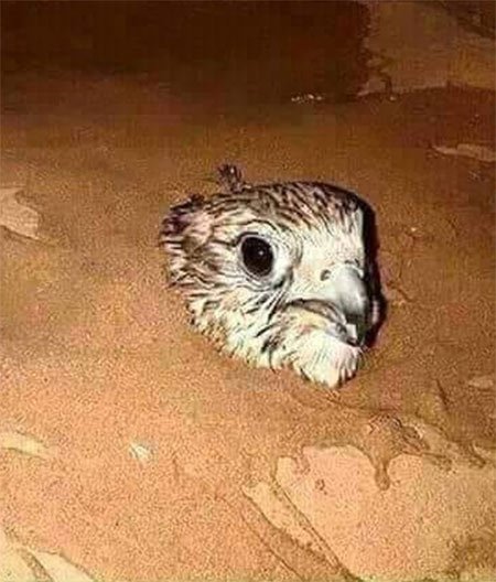 صقر رأسه مدفون بالرمال